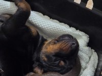 Özenle seçilmiş eşleşmeden doberman Yavruları