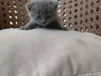 TOP KAFA HARİKA YAVRU KEDİLER