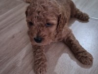 Toy Poodle Tuvalet Eğitimli Yavrular
