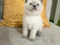 Safkan ayı suratlı british shorthair oğlum