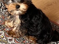 5 aylık erkek yorkshire terrier