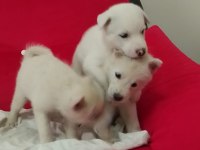 Sibirya Kurdu Albino