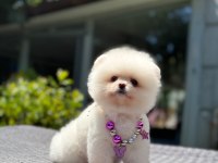 Sevimli pomeranian boo