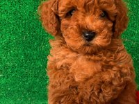 ORJİNAL EV ÜRETİMİ WC EĞİTİMLİ TOY POODLE