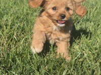 EŞSİZ BİR MALTİPOO İÇİN BİZİ ARAMADAN KARAR VERMEYN