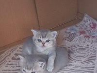Koca kafa kediler