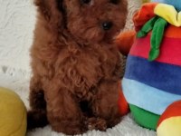 Şecereli Red Brown Kore Toy Poodle Yavruları