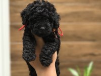 Siyah Renk Poodle Bebekler