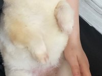 Pomeranian Boo Üst Kalite Tea Cup Dişi