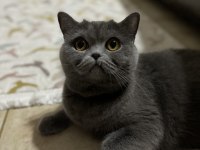 2,5 yaşında kısırlaştırılmamış british shorthair