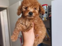 Toy Poodle Yavrularımız