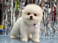 Pomeranian kızımıza güzel bir yuva arıyoruz