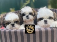 Pets World Kentpark Shih Tzu