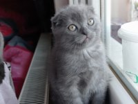 Erkek kırık kulak koca kafa scottish fold yavrumuz