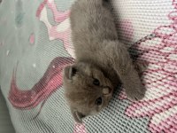 Scottish fold dişi kedim