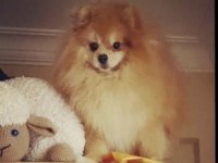 POMERANİAN BOO ERKEK 3 YAŞINDA