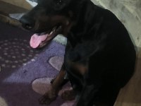 Anne baba FCİ KİF A şecere doberman yavruları
