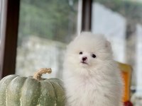 Sakarya Pomeranian Boo