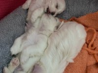 2 Aylık Tam Irk Aşılı Ped Eğitimli Maltese Bebekler
