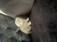 Çanakkale Merkezde Scottish Fold