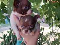 Chihuahua yavruları