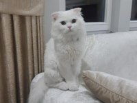 Acil sahiplendirilecek kedimiz 1 yaşında