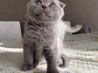 2 Aylığını Doldurmuş Scottish Fold, Blue Point Yavrular