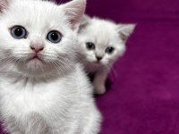 BRİTİSH 4 BEYAZ BRİTİSH YAVRULARIMIZ YUVALARİNİ ARIYOR