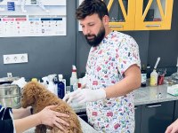 4 aylık poodle yavrumuza yuva arıyoruz