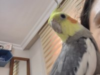 1.5 yaşında konuşan sultan papağanı