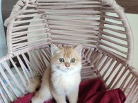 Şecereli Anne Ve Babadan British Shorthair Yavrular
