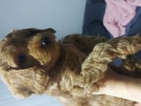 SON BİR TOY POODLE BEBEĞİMİZ