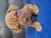 Fransız mastiff dişi ve erkek