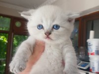2 AYLIK YAVRU KEDİMİZ