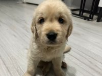 Basık burun golden retriever bebeklerim dişi