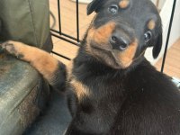 Piyasanın En Uygunu Doberman Yavruları