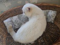 Exotic shorthair erkek aktif