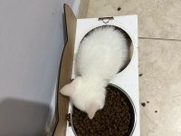 OYUNCU ERKEK SCOTTİSH KEDİMİZ