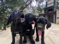 90 Günlük Cane Corso yavrular