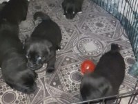 26 günlük dişi erkek yavru pug