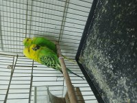 Show Jumbo Çift Muhabbet Kuşu