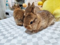 Aguti Netherlands Dwaft (Hollanda Cüce) Bebekler