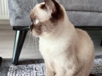 1 yaşında dişi british shorthair