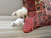 BRİTİSH VE SCOTTİSH KEDİMİZ