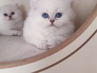 Full şecereli british longhair yavrular