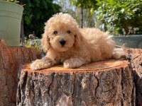 Kg garantili karma aşıları yapılmış poodle yavrularımız