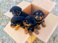 Orijinal Safkan Rottweiler Yavruları