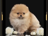 Mini Pomeranian Boo Yavrularımız