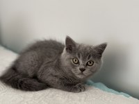 British shorthair 2 aylık dişi