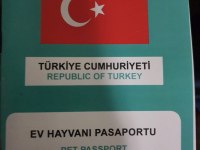 4.5 Aylık Bir Çift Kangal